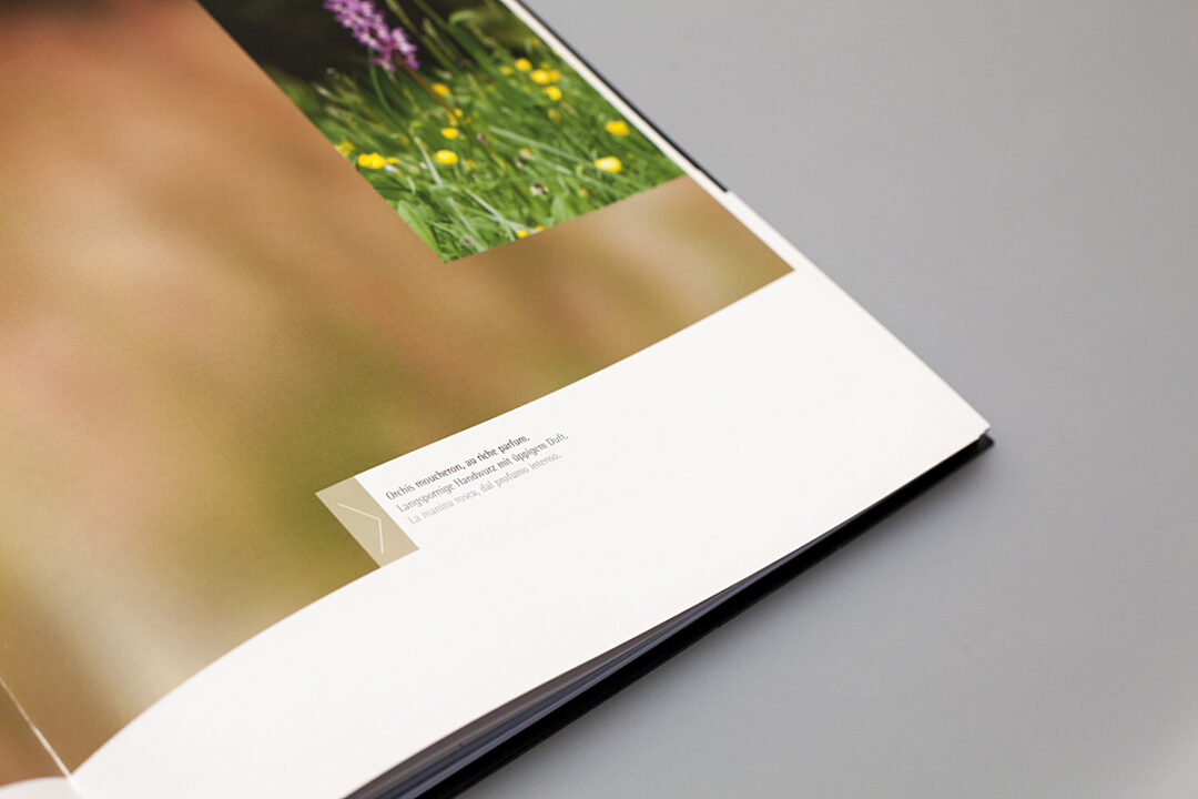 Bas de la page droite du livre ou l'on peut voir une petite photo prise dans un champ, on voit de l'herbe et des fleurs.